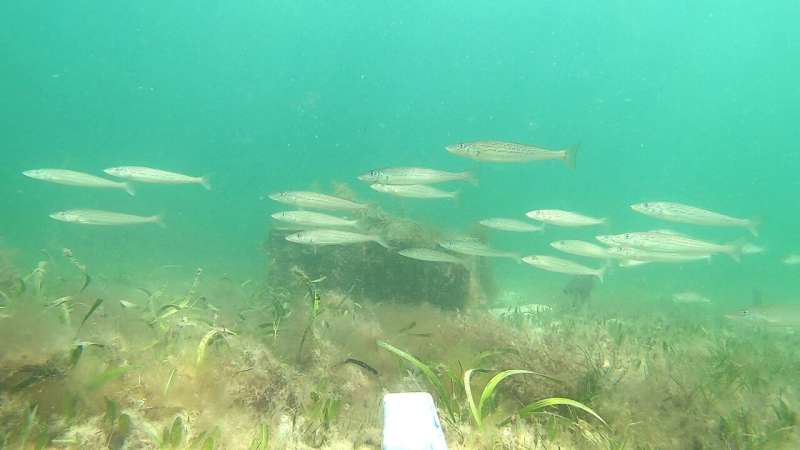 Estudios de arrecifes de EE. UU. destacan pistas faltantes para conservar nuestras especies de peces