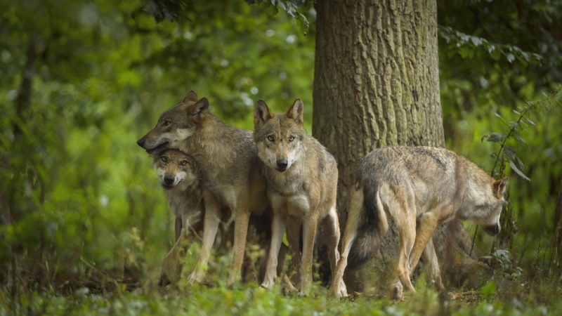 El Comité de Berna vota a favor de reducir el estatus de protección de los lobos